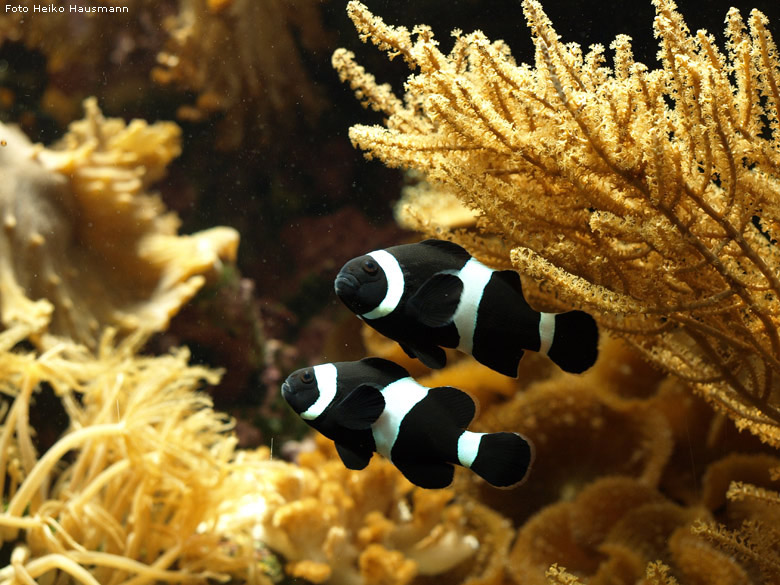 Schwarze Orangeringelfische im Wuppertaler Zoo im Oktober 2008 (Foto Heiko Hausmann)