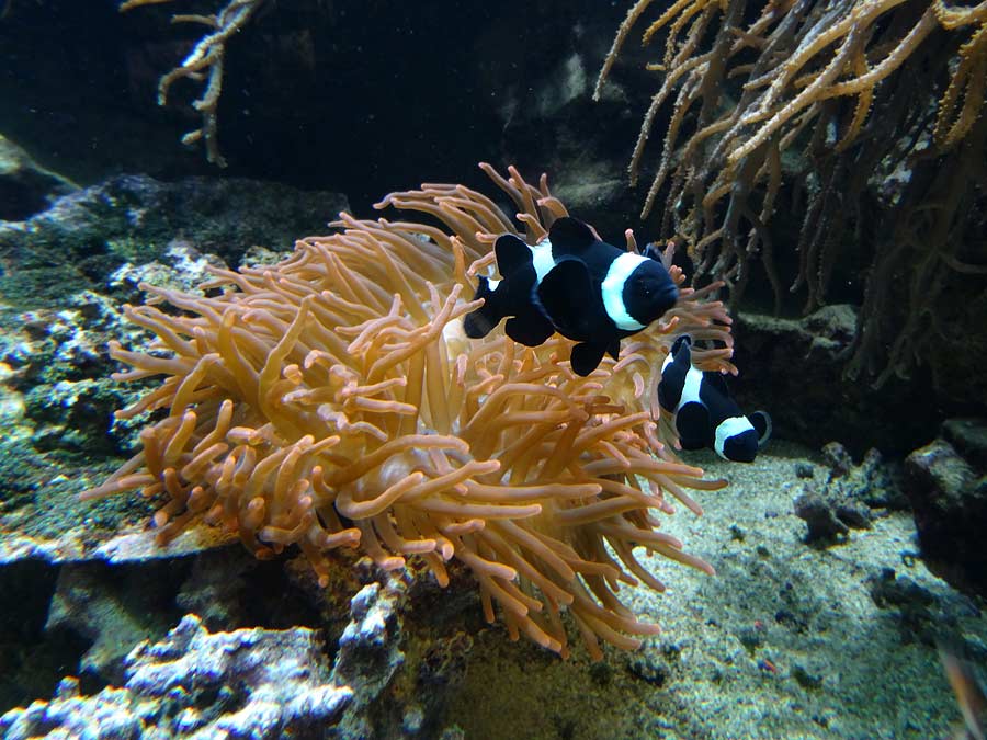 Schwarze Orangeringelfische im Zoologischen Garten Wuppertal im Dezember 2014