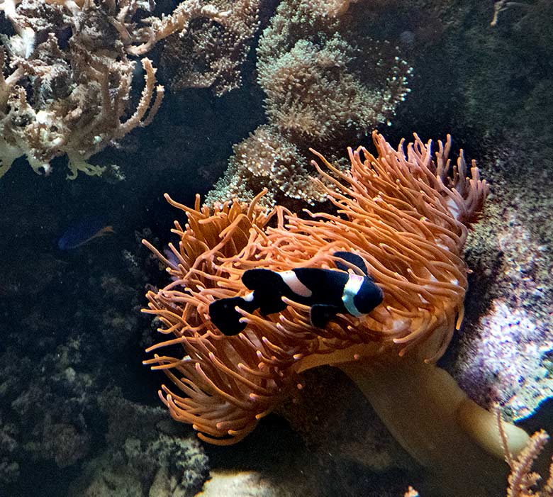 Orangeringelfisch Schwarze Variante am 18. November 2019 im Aquarium im Grünen Zoo Wuppertal