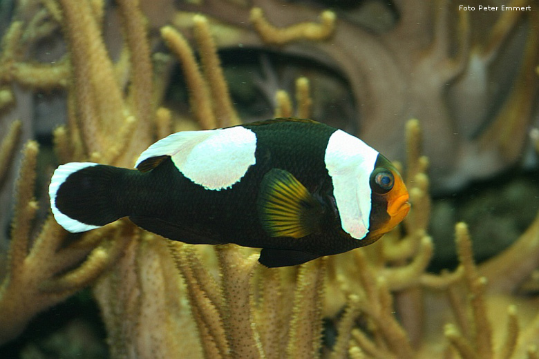 Sattelfleck-Anemonenfisch im Zoo Wuppertal im Juli 2007 (Foto Peter Emmert)