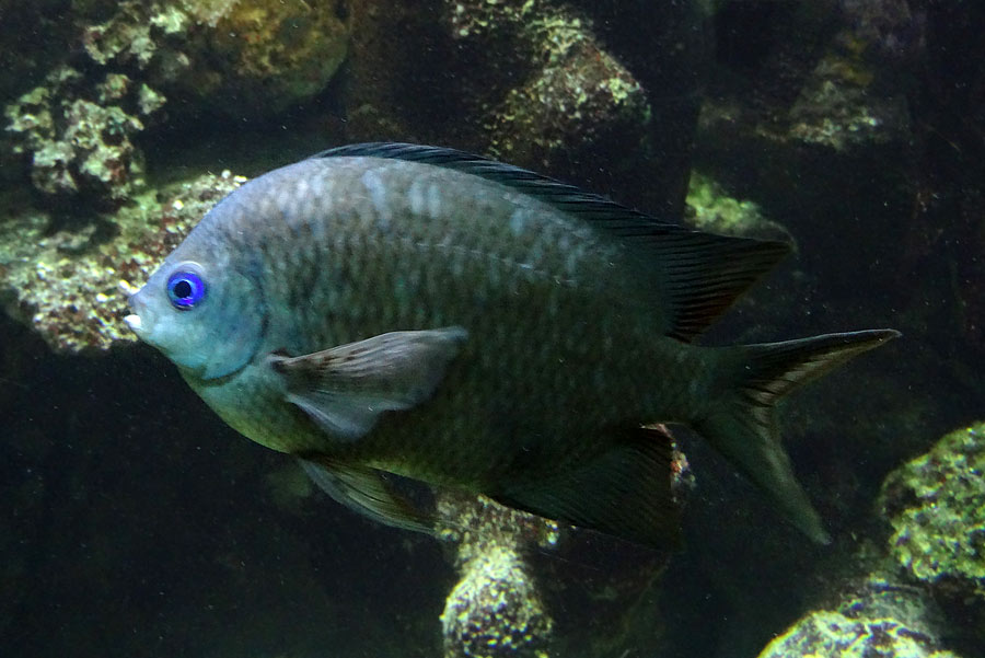 Schwalbenschwanz-Riffbarsch im Zoologischen Garten der Stadt Wuppertal im Februar 2016