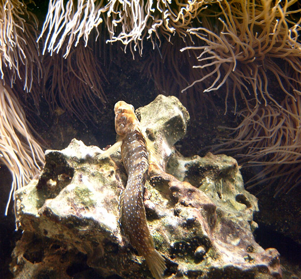 Pfauenschleimfisch im Wuppertaler Zoo im Juni 2003