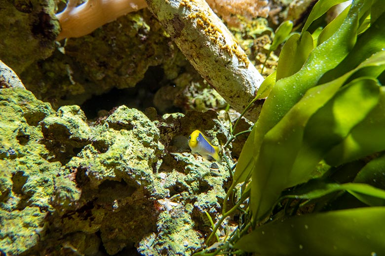 Gelbrücken-Zwergbarsch am 17. Februar 2025 im Aquarium im Grünen Zoo Wuppertal