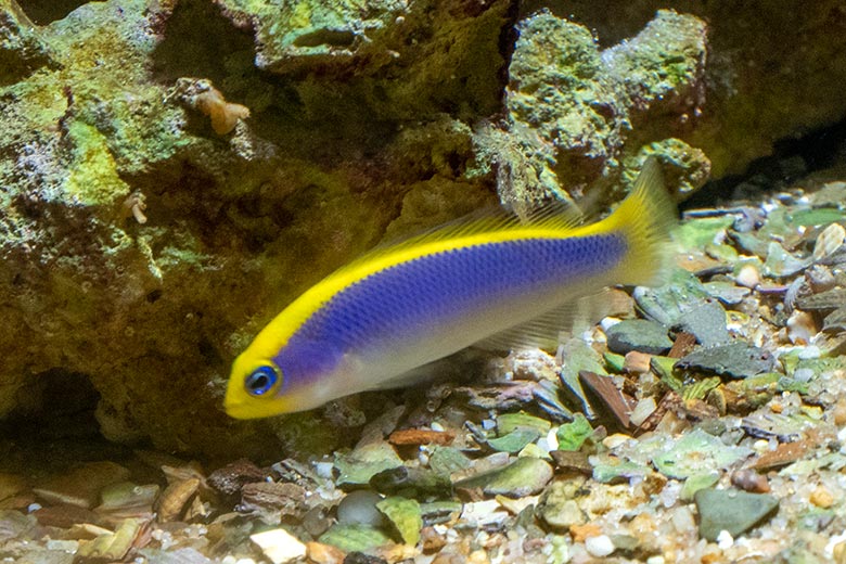 Gelbrücken-Zwergbarsch am 17. Februar 2025 im Aquarium im Wuppertaler Zoo