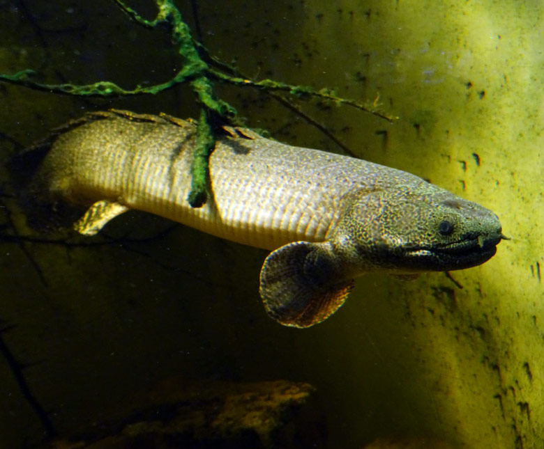 Schmuckflösselhecht am 12. Mai 2016 im Aquarium im Zoologischen Garten der Stadt Wuppertal