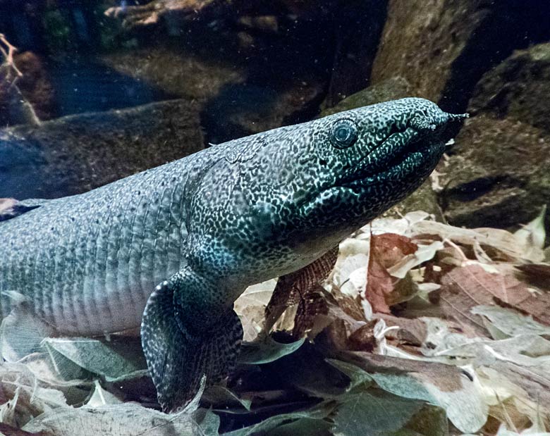 Schmuck-Flösselhecht am 7. Januar 2018 im Aquarium im Wuppertaler Zoo