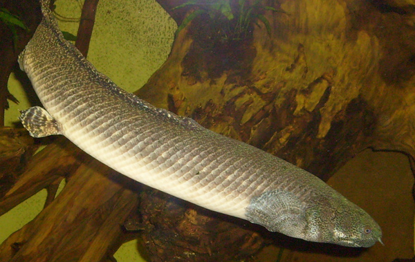 Schmuck-Flösselhecht im Wuppertaler Zoo im Januar 2009