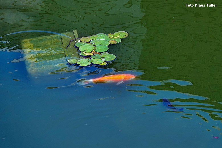 Karpfen am 14. Juni 2022 im Wasser vor dem Menschenaffen-Haus im Zoo Wuppertal (Foto Klaus Tüller)