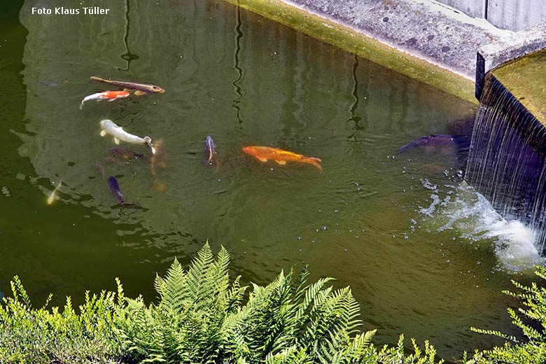 Karpfen am 14. Juni 2022 im Wasser vor dem Menschenaffen-Haus im Grünen Zoo Wuppertal (Foto Klaus Tüller)