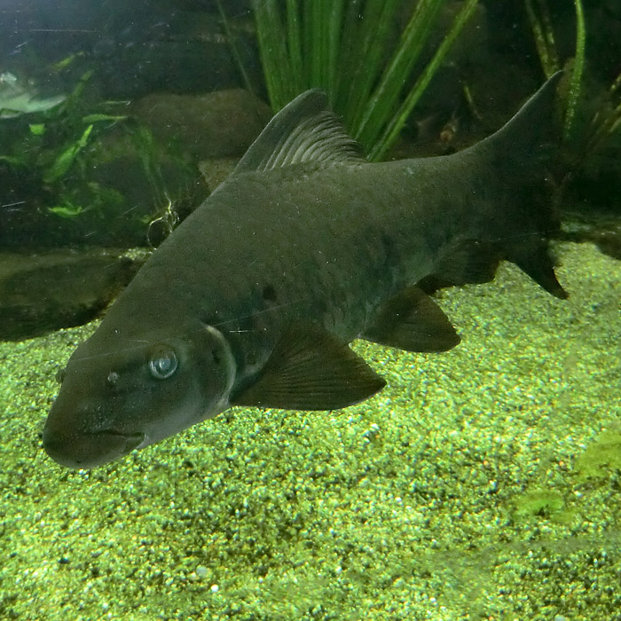 Fransenlipper im Wuppertaler Zoo im Januar 2013