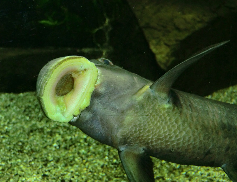 Fransenlipper im Wuppertaler Zoo im Januar 2013