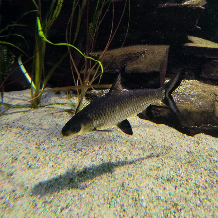 Haibarbe im Wuppertaler Zoo im März 2012