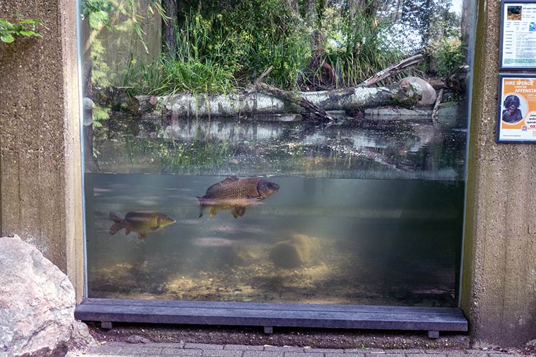 Linke Außenanlage für Schuppenkarpfen am 19. Mai 2023 auf dem Areal der ehemaligen Anlage für Europäische Biber im Grünen Zoo Wuppertal