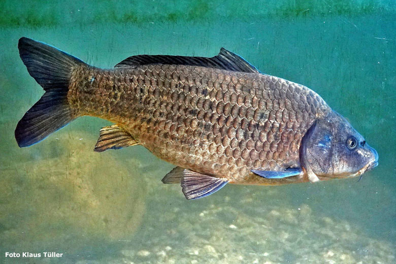 Schuppenkarpfen am 19. Juni 2023 im Terrarium im Wuppertaler Zoo (Foto Klaus Tüller)