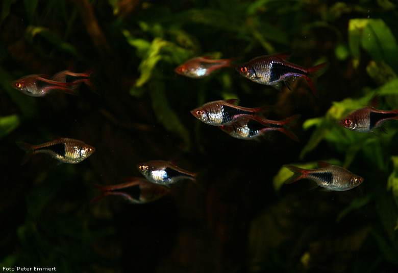 Keilfleckbarben im Zoo Wuppertal im Februar 2009 (Foto Peter Emmert)