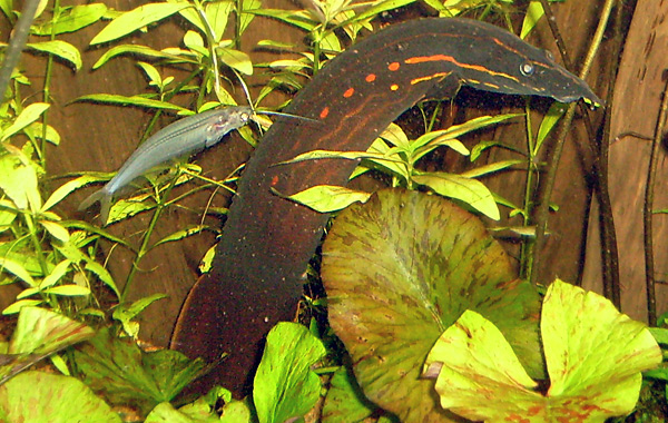 Rotstreifen-Stachelaal im Wuppertaler Zoo im Januar 2009