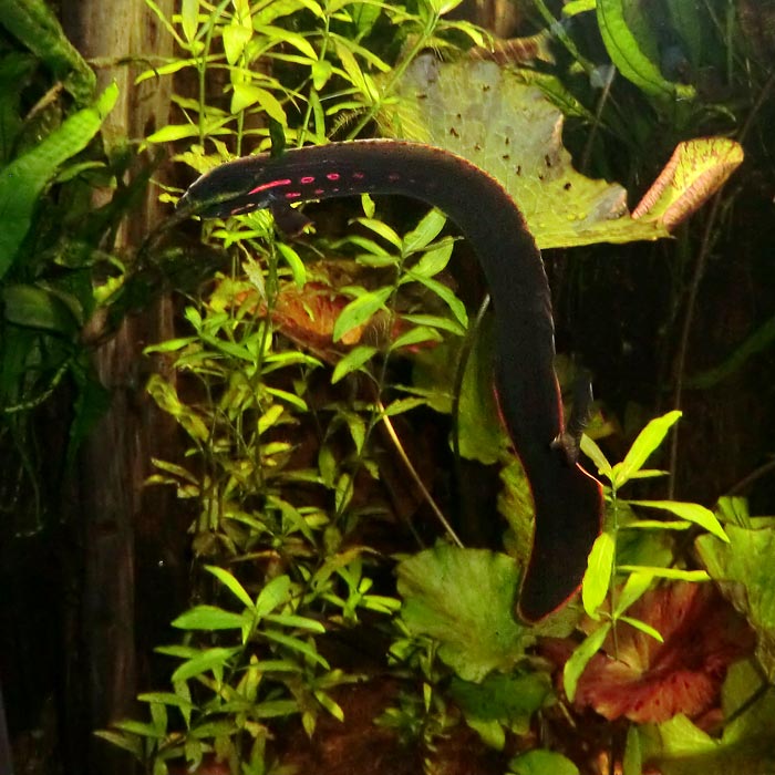 Rotstreifen-Stachelaal im Wuppertaler Zoo im Mai 2014