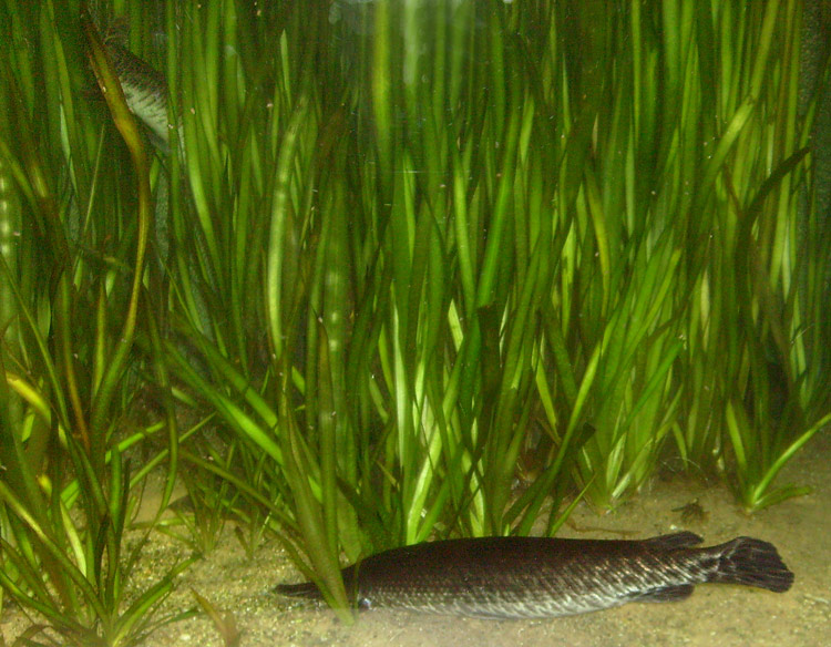 Kaimanfisch im Zoologischen Garten Wuppertal im Dezember 2008