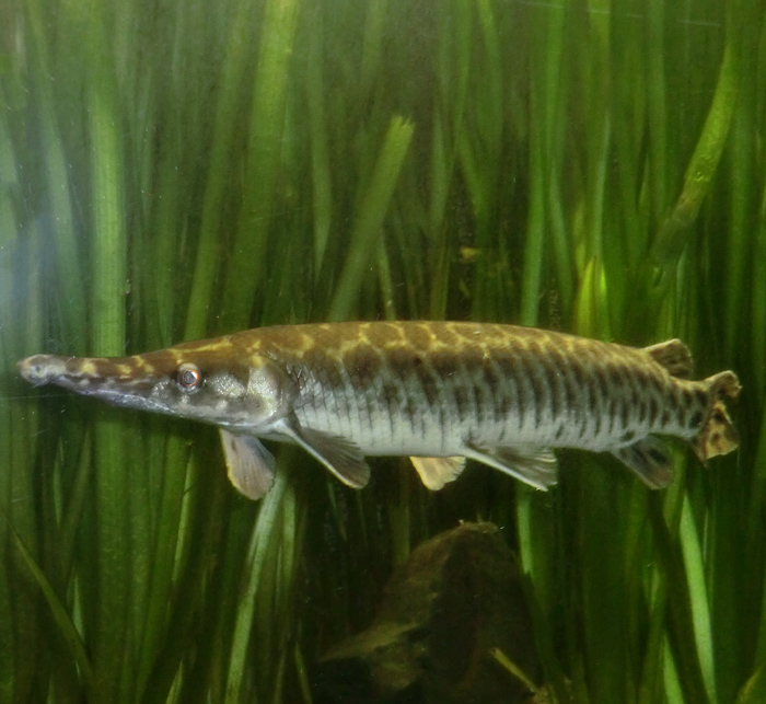 Kaimanfisch im Wuppertaler Zoo im Dezember 2012