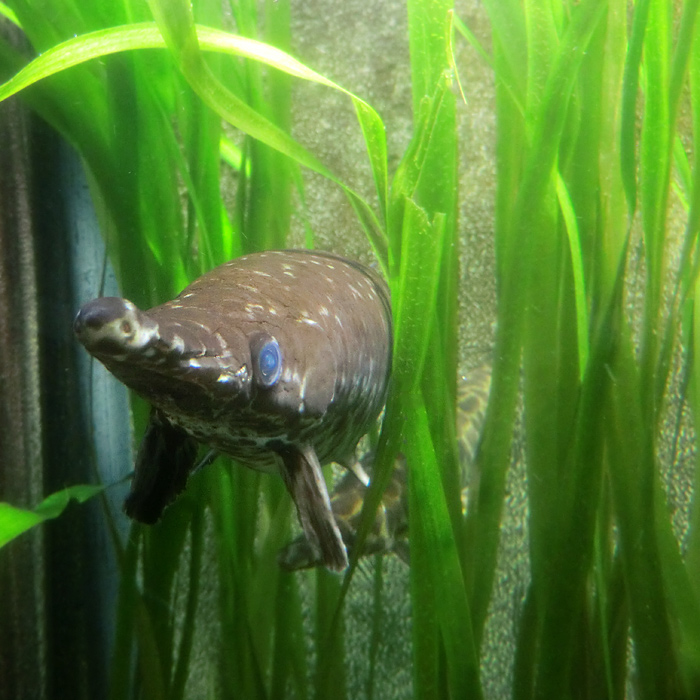 Kaimanfisch im Wuppertaler Zoo im Januar 2013