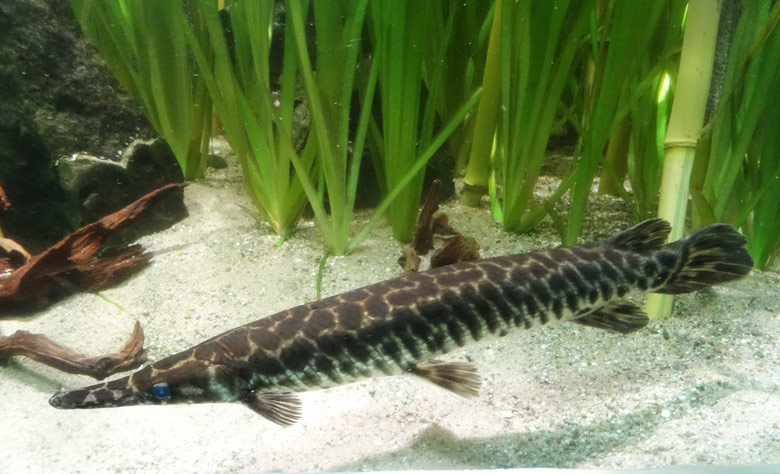 Kaimanfisch im Aquarium Zoologischen Garten der Stadt Wuppertal