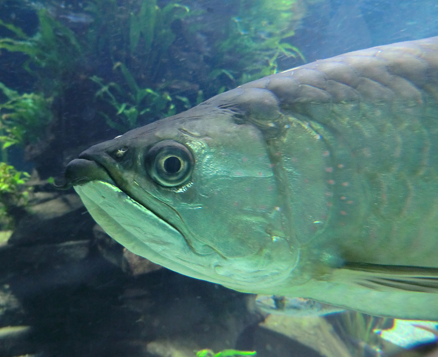 Gepunkteter Barramundi im Wuppertaler Zoo im Februar 2012