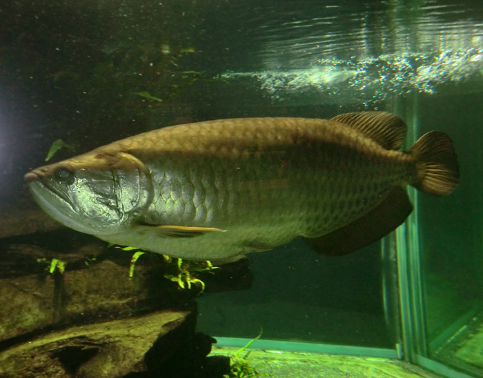 Gepunkteter Barramundi im Wuppertaler Zoo im Februar 2012