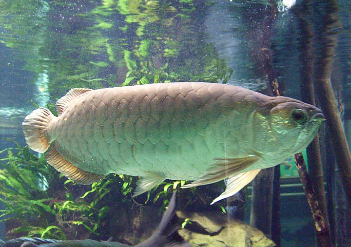 Malaiischer Gabelbart im Zoo Wuppertal im April 2008