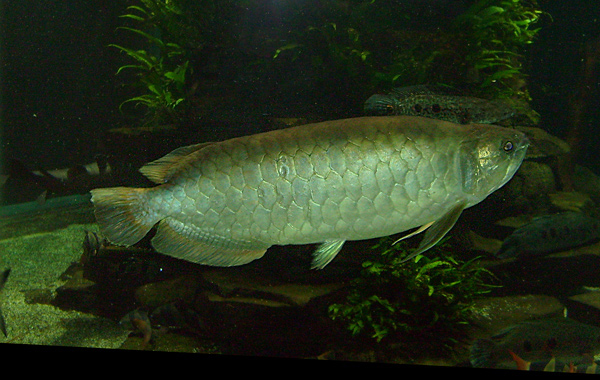 Malaiischer Gabelbart im Wuppertaler Zoo im Januar 2009