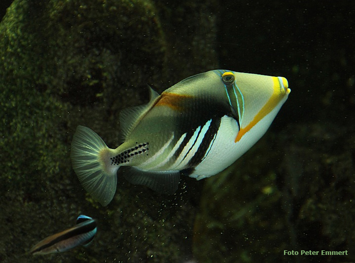 Picasso-Drückerfisch im Wuppertaler Zoo im November 2008 (Foto Peter Emmert)