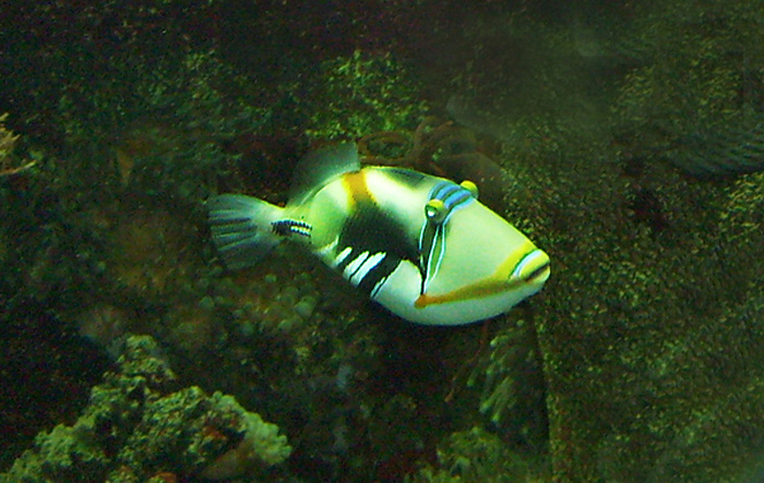 Picasso-Drückerfisch im Wuppertaler Zoo im Januar 2009