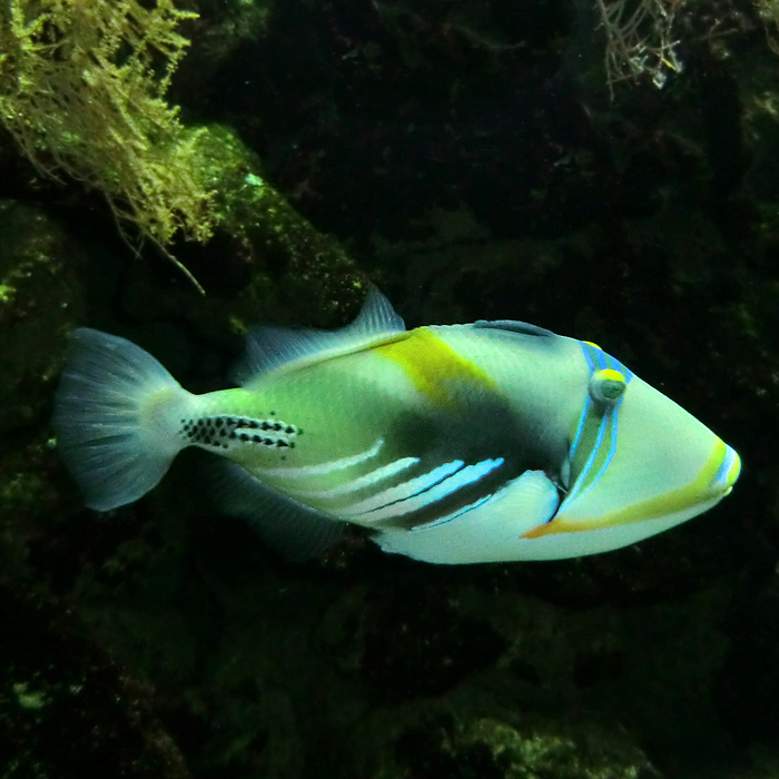 Picasso-Drückerfisch im Wuppertaler Zoo im März 2013