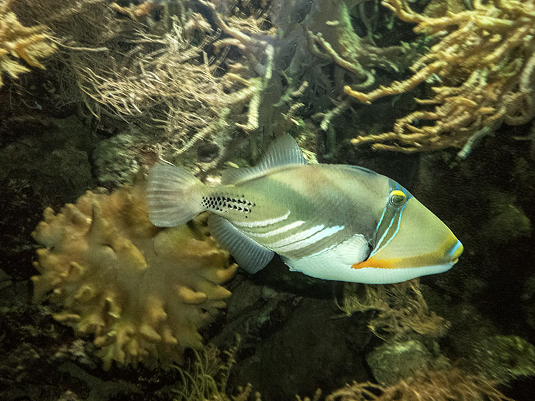 Picasso-Drückerfisch am 13. Januar 2020 im Aquarium im Zoologischen Garten Wuppertal