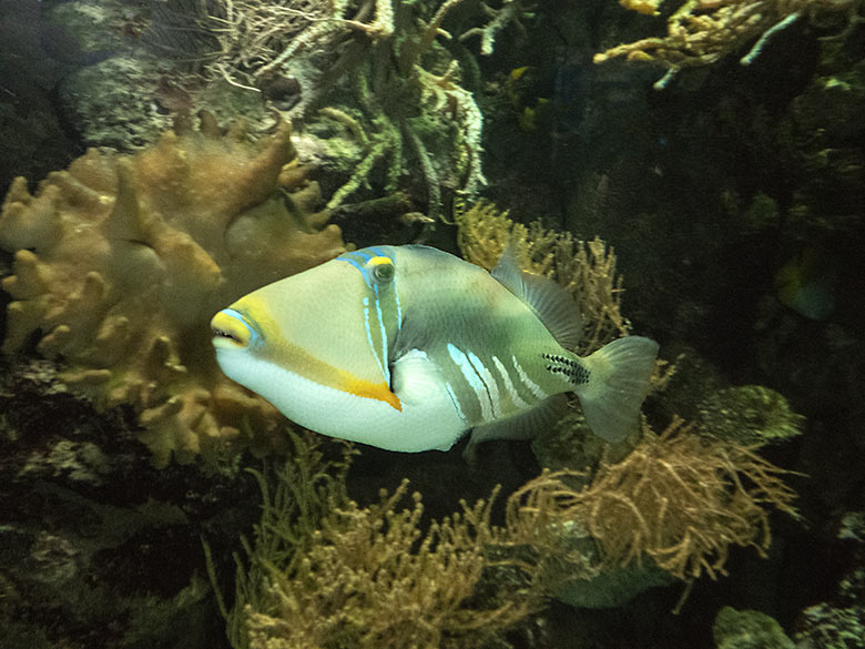 Picasso-Drückerfisch am 13. Januar 2020 im Aquarium im Wuppertaler Zoo