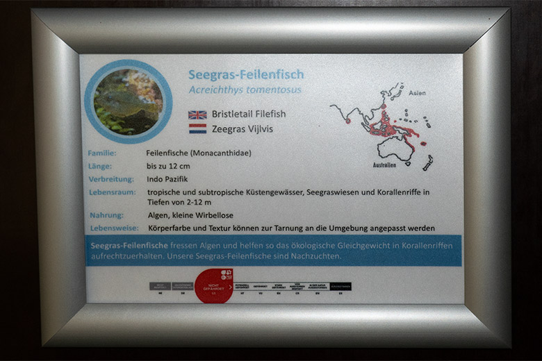 Ausschilderung Seegras-Feilenfisch am 30. Oktober 2024 im Aquarium im Zoologischen Garten Wuppertal