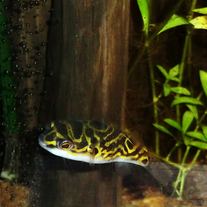 Süßwasserkugelfisch im Wuppertaler Zoo im November 2013