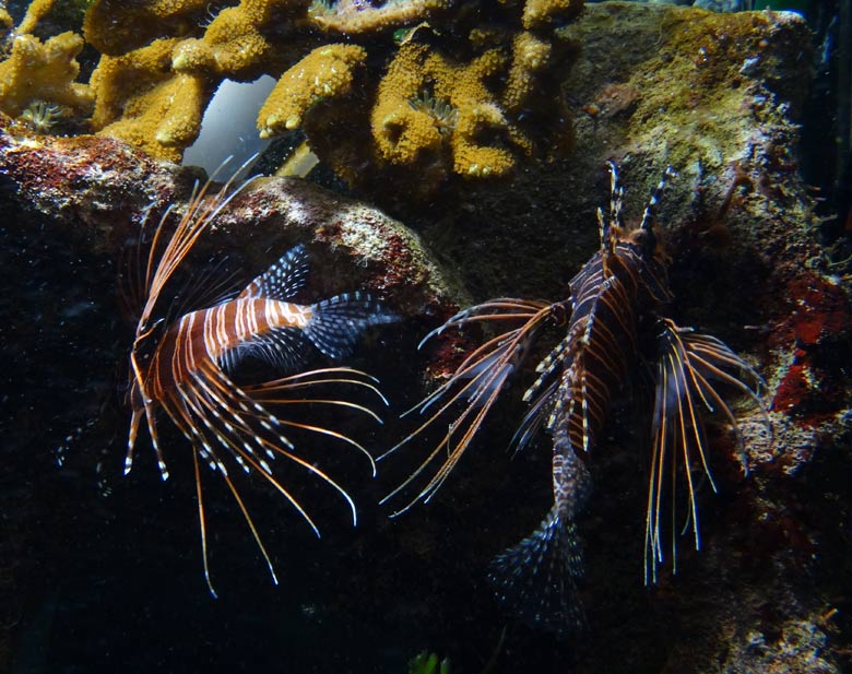 Antennen-Feuerfische am 18. Oktober 2016 im Aquarium im Zoologischen Garten der Stadt Wuppertal