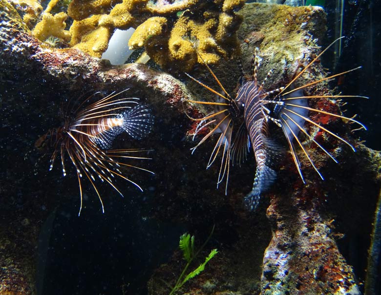 Antennen-Feuerfische am 18. Oktober 2016 im Aquarium im Wuppertaler Zoo