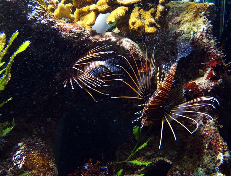 Antennen-Feuerfische am 18. Oktober 2016 im Aquarium im Grünen Zoo Wuppertal