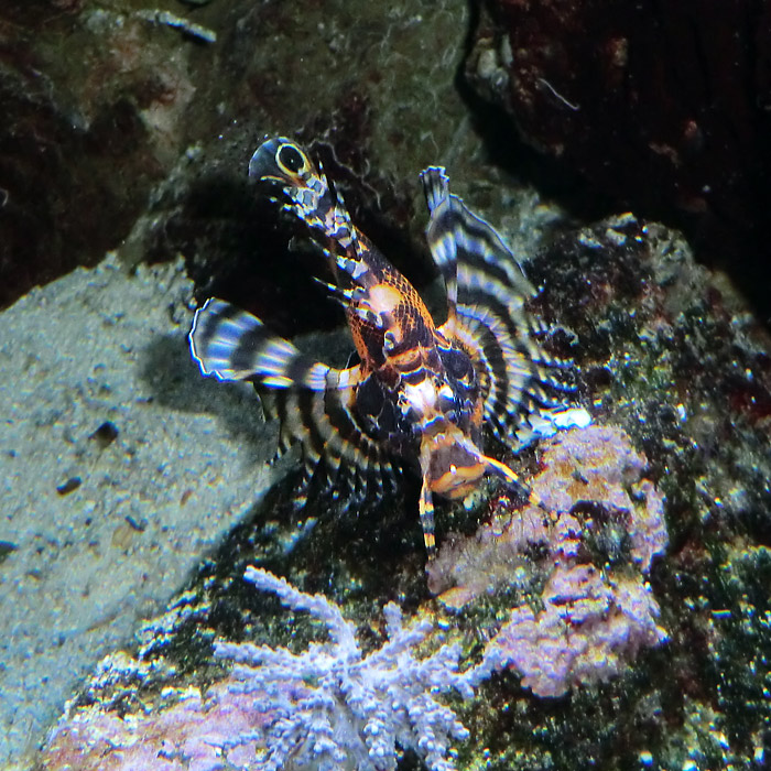 Pfauenaugen-Zwergfeuerfisch im Wuppertaler Zoo im Januar 2012