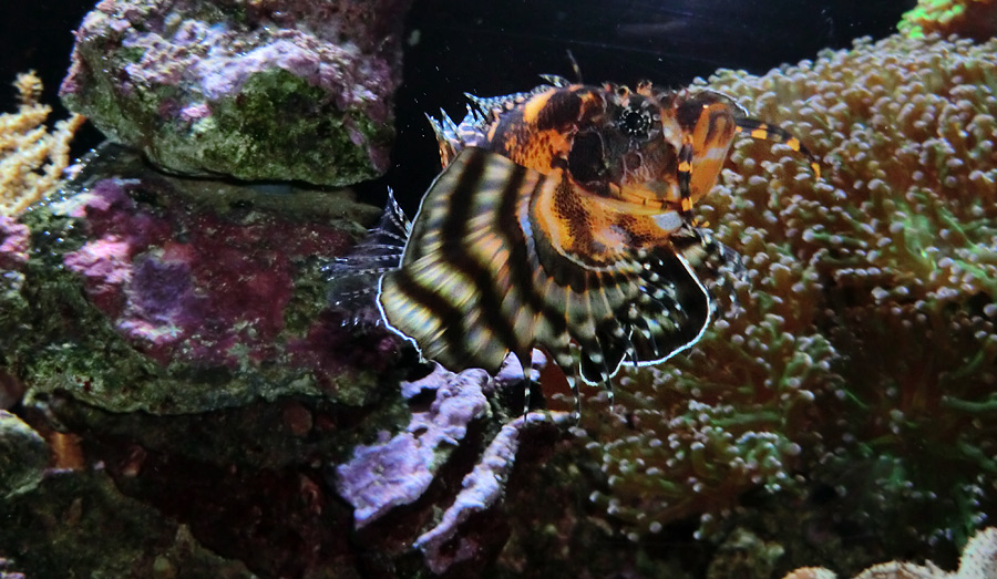 Pfauenaugen-Zwergfeuerfisch im Zoo Wuppertal im Januar 2013