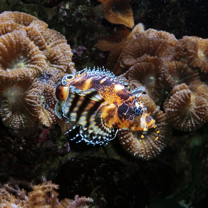 Pfauenaugen-Zwergfeuerfisch im Wuppertaler Zoo im Februar 2013