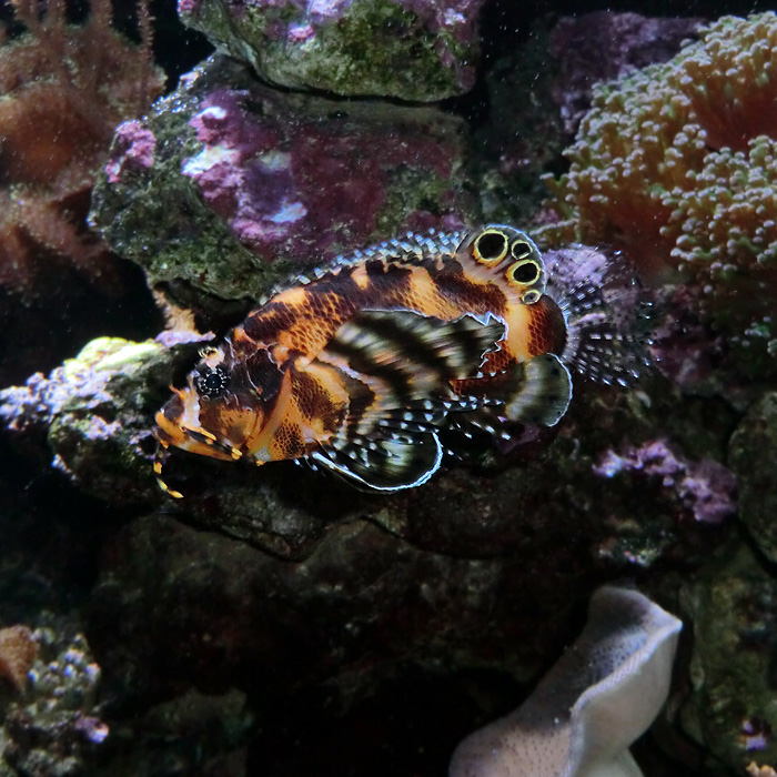 Pfauenaugen-Zwergfeuerfisch im Wuppertaler Zoo im Februar 2013