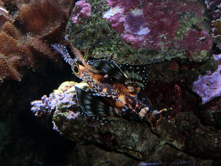 Pfauenaugen-Zwergfeuerfisch im Wuppertaler Zoo im Februar 2013