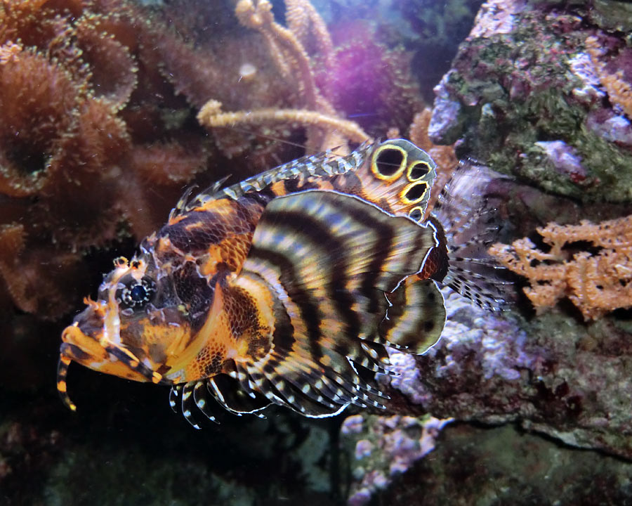 Pfauenaugen-Zwergfeuerfisch im Zoo Wuppertal im Februar 2014