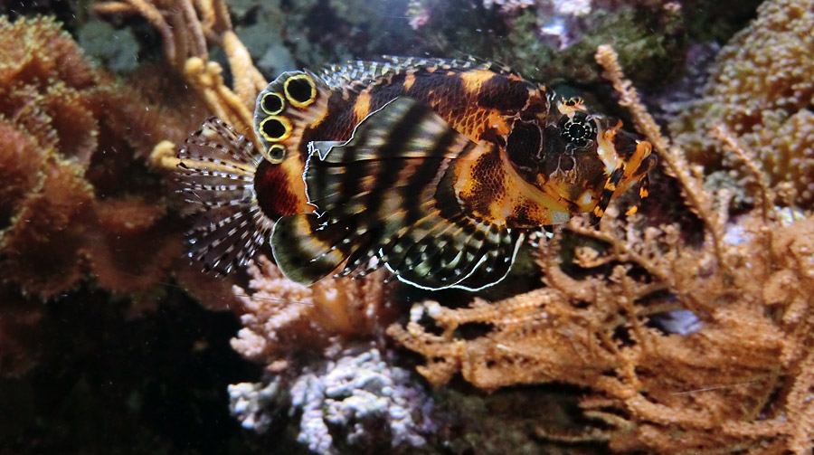 Pfauenaugen-Zwergfeuerfisch im Zoologischen Garten Wuppertal im Februar 2014