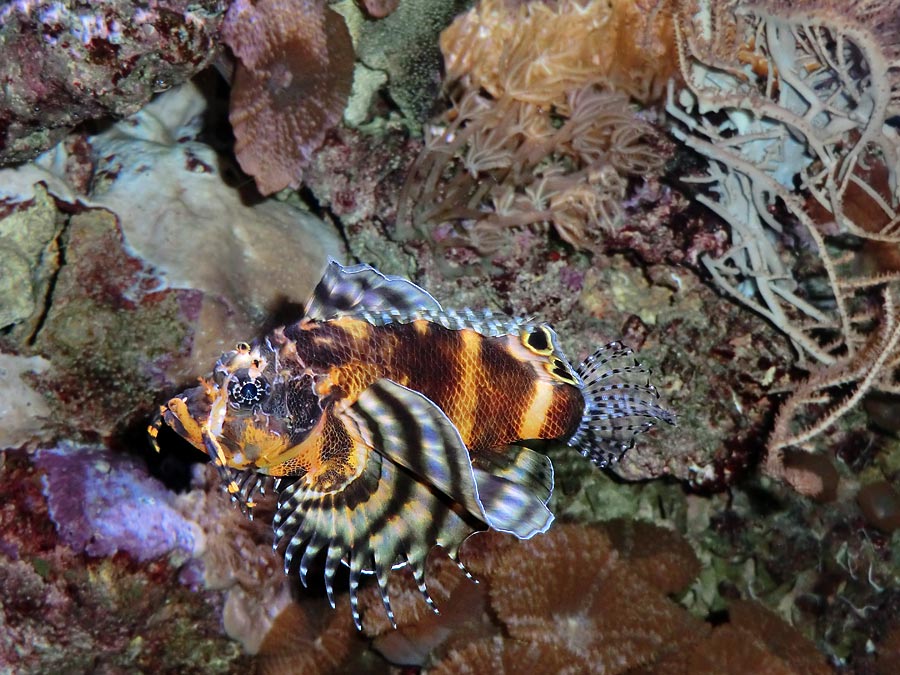 Pfauenaugen-Zwergfeuerfisch im Wuppertaler Zoo im Februar 2014