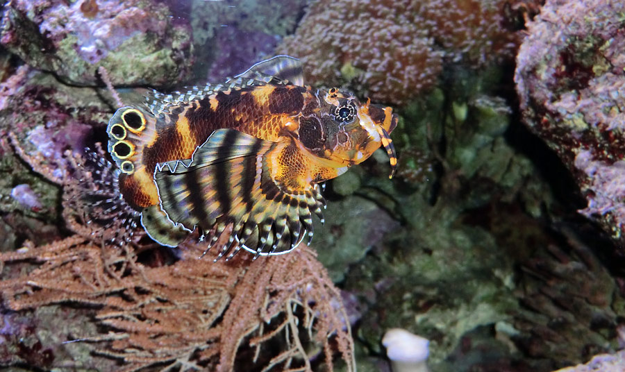 Pfauenaugen-Zwergfeuerfisch im Zoo Wuppertal im Februar 2014