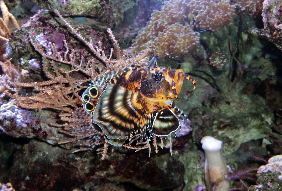 Pfauenaugen-Zwergfeuerfisch im Zoologischen Garten Wuppertal im Februar 2014