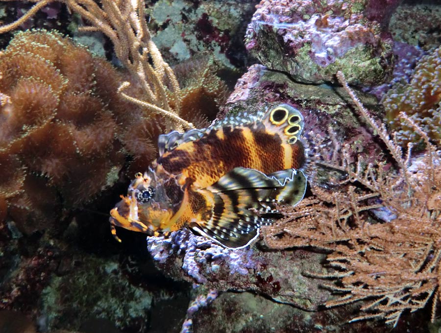 Pfauenaugen-Zwergfeuerfisch im Wuppertaler Zoo im Februar 2014